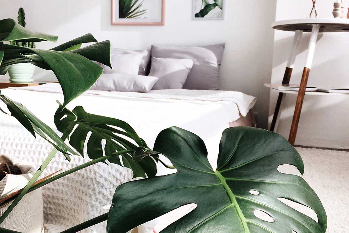 Planty of friends – Trend Green Interior 🌿